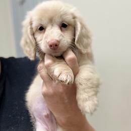 Tom - Cream male Dachshund puppy in Marion, Ohio from Doodles & Doxies