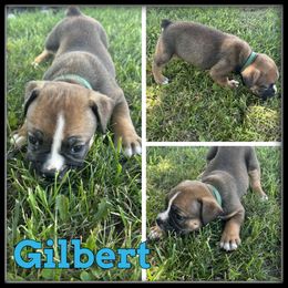 Gilbert - Fawn and white male Olde English Bulldogge puppy in Wheeler, Michigan from Haase Family Kennels
