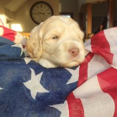 Australian Cobberdog Puppies from Heartland Hills Australian Cobberdogs