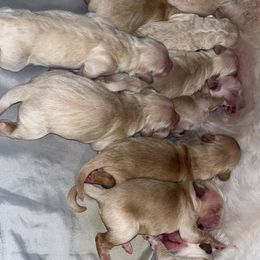 Goldendoodle Puppies from Arrowood’s precious doodles