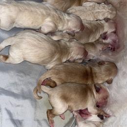 Goldendoodle Puppies from Arrowood’s precious doodles
