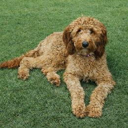Meadow - Goldendoodle