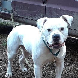 American Bulldogs from Skookum ABDs