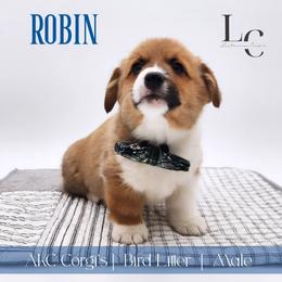Robin - Red male Pembroke Welsh Corgi puppy in Pine Village, Indiana from NL Horsemanship