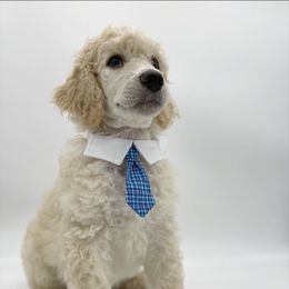 Poodle Puppies from Forest City Standard Poodles