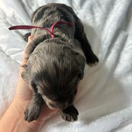 Hiram - Merle male Cockapoo puppy in Adrian, Oregon from ApplebyFarm