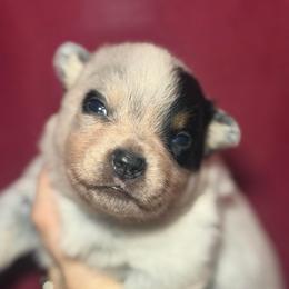 Megatron - Blue mottled male Australian Cattle Dog puppy in Rosharon, Texas from 4Surge Cattle Dogs