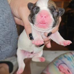 Girl 2 - White and fawn female French Bulldog puppy in Monterey, Louisiana from McaysKennels