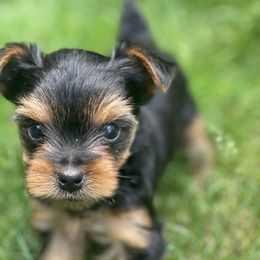 Yorkshire Terrier Puppies from Yorkiecharm