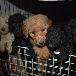 Poodle Puppies from Country Pups Poodles