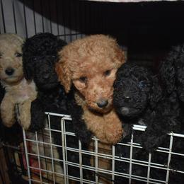 Poodle Puppies from Country Pups Poodles