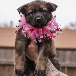 German Shepherd Puppies from Jaxinhaus German Shepherds