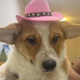 Companion Crosses from Stonewall Cowboy Corgis