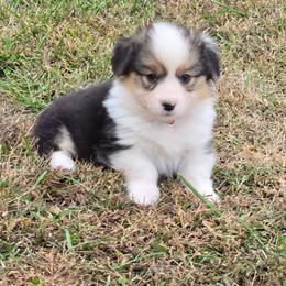 3 red collar boy - Black and tan male Pembroke Welsh Corgi puppy in Harrisburg, Illinois from Parish Corgis