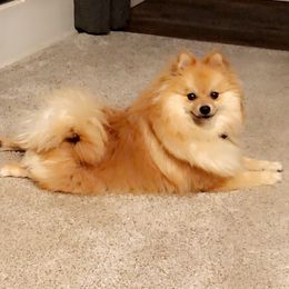 Oakley - Pomeranian