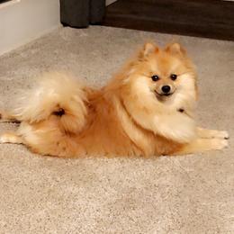 Oakley - Pomeranian