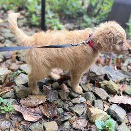 Thomas O'Malley - Apricot male Goldendoodle puppy in Bentonville, Arkansas from Bentonville Doodles