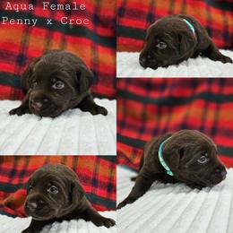 Aqua Collar - Chocolate female Labrador Retriever puppy in Boyd, Minnesota from Lindley Labradors