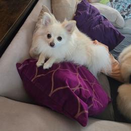 Siren - Cream female Pomeranian puppy in Newport News, Virginia from Itty Bitty Poms