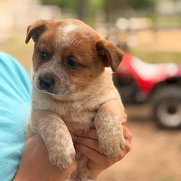 Adorable beautiful male - Red speckled male Australian Cattle Dog puppy in Scurry, Texas from RedHorizon AKC Australian Cattle Dogs (Heelers)
