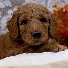Hammy - Red  male Goldendoodle puppy in Boise, Idaho from Goldendoodle Baby