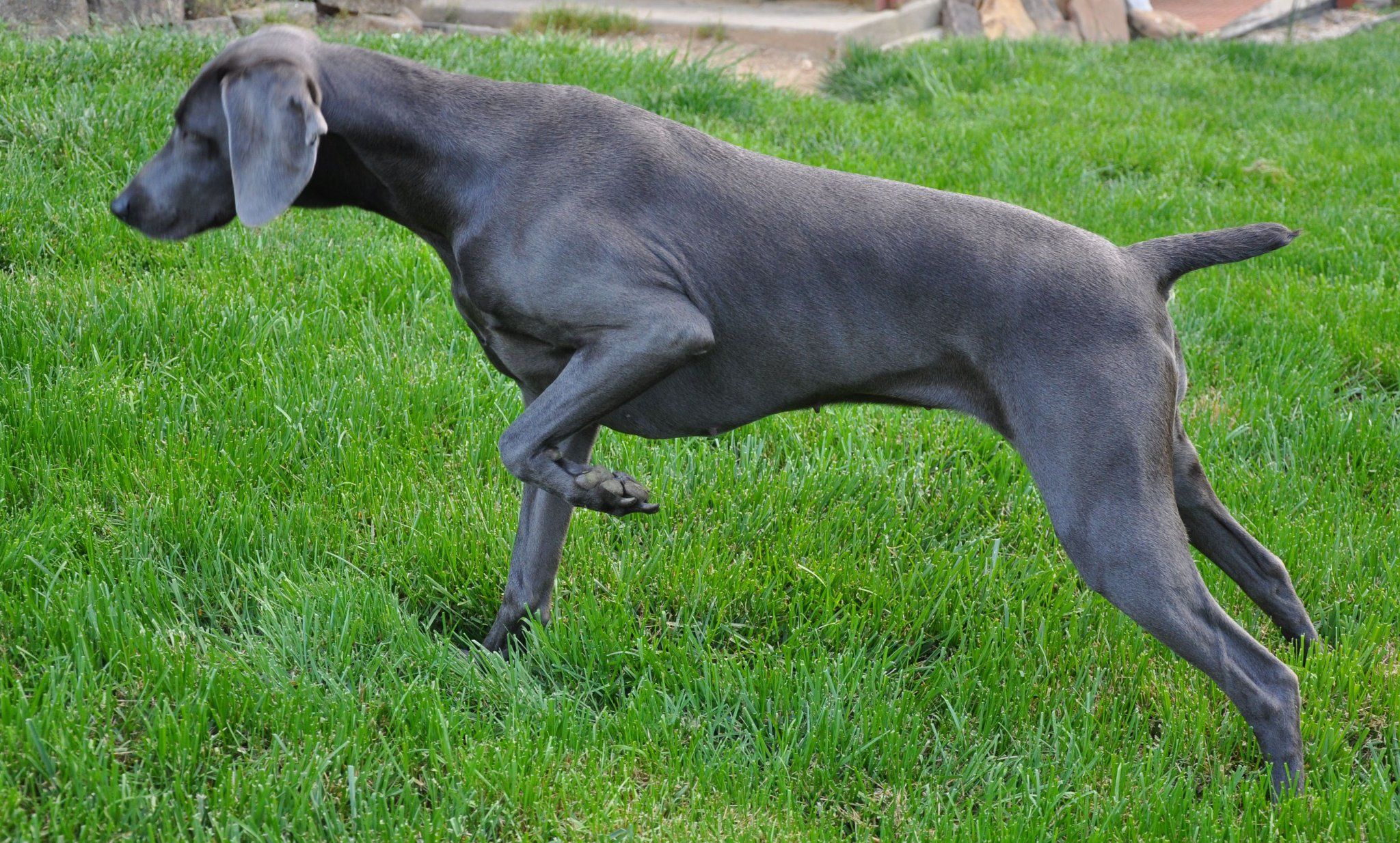 Blue shops ridge weimaraner