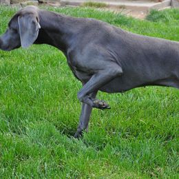 Weimaraners and Wirehaired Vizslas from Willow Ridge Kennel