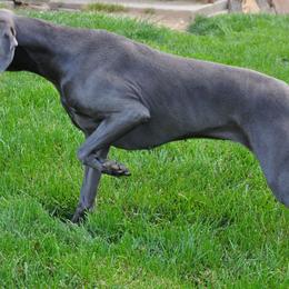 Weimaraners and Wirehaired Vizslas from Willow Ridge Kennel