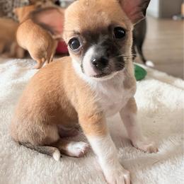 Franklin - Chocolate and white male Chihuahua puppy in Sherwood, Arkansas from Bartelt Breeders