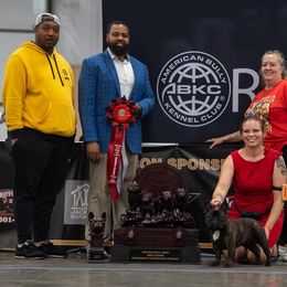 French Bulldog Puppies from Pelis French Bulldogs