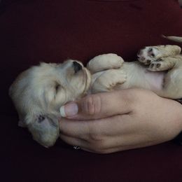 Dachshund Puppies from Katrina's Punk Rock Dachshunds