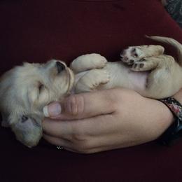 Dachshund Puppies from Katrina's Punk Rock Dachshunds