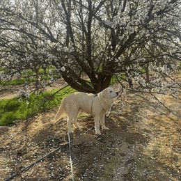 Girl 4 - Maremma Sheepdog puppy in Kings County, California from Prancing Pony Farm Maremma Sheepdogs
