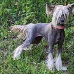 Chia - Chinese Crested