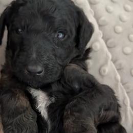 Hearthlight - Phantom female Poodle puppy in Corona, California from Garden Of Poodles