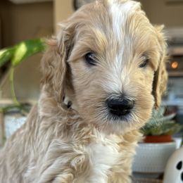 Storm - Cream male Goldendoodle puppy in Gilbert, Arizona from DogHouse Doodles