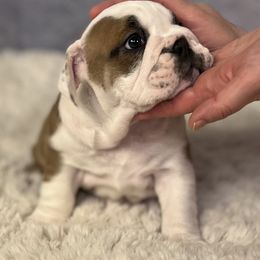 Bulldog Puppies from Sweet Rolls