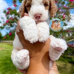 Aussiedoodle, Bernedoodle, and Goldendoodle Puppies from Dandy Doodle Ranch
