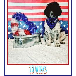 Poodle Puppies from Paw Print Poodles