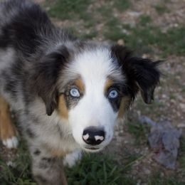 Louis - Blue merle Miniature Australian Shepherd puppy in Berryville, Arkansas from 2Lazy2P Mini Aussies