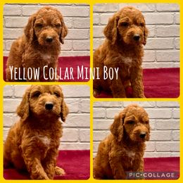 Yellow Collar Boy - Red  male Goldendoodle puppy in San Augustine, Texas from Vintage Doodles
