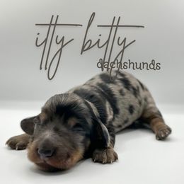 Danny - Dapple male Dachshund puppy in Canton, Texas from Itty Bitty Dachshunds