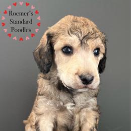 Sable Female - Sable female Poodle puppy in Wabasha, Minnesota from Roemer’s Standard Poodles