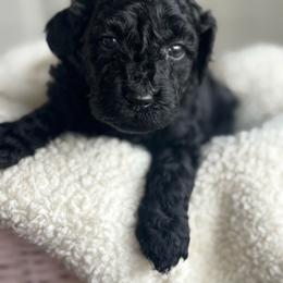 Meadow - Black female Goldendoodle puppy in Waterford, California from Alvdoodles