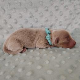 Puppy 4 - Fawn (isabella) and tan male Dachshund puppy in Krum, Texas from Dots N Spots Dachshunds