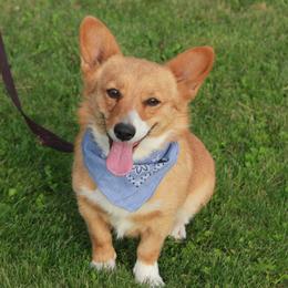 Cardigan Welsh Corgis and Pembroke Welsh Corgis from Bell S Ranch