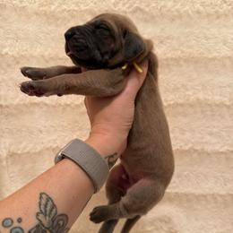 Barricade - Blue male Great Dane puppy in Jerusalem, Arkansas from Mara Danes