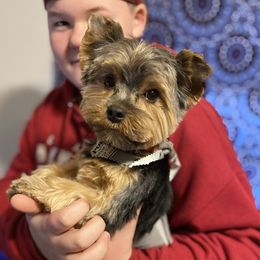 Axel - Yorkshire Terrier