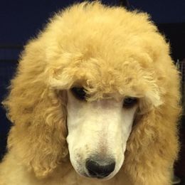 Poodles from Cerise Poodles