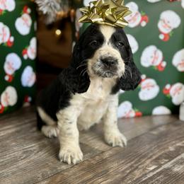 English Springer Spaniel Puppies from Willow Creek Farms